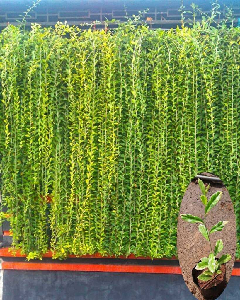 Curtain Creepers