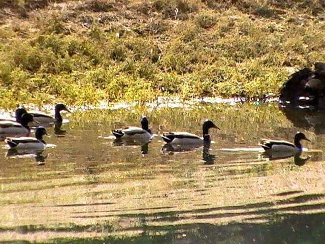 A  Walk Through Nature.
 From the eyes of 
Shannon Thompson from Carlsbad Ca.