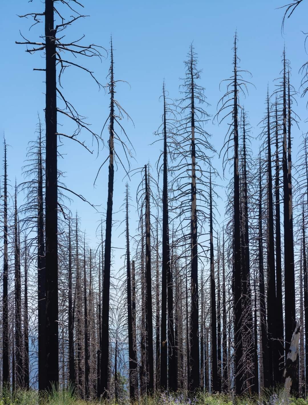 A  Walk Through Nature.
 From the eyes of 
Shannon Thompson from Carlsbad Ca.