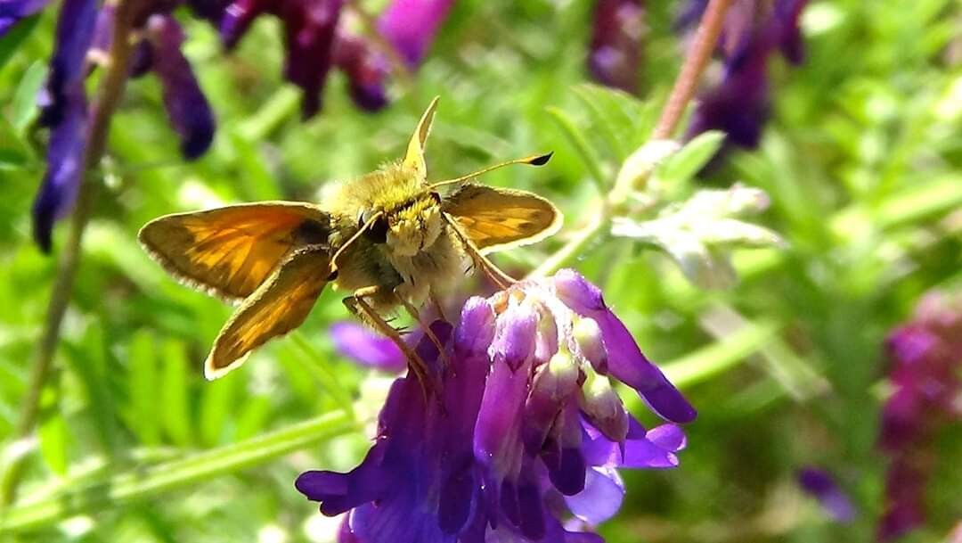 A  Walk Through Nature.
 From the eyes of 
Shannon Thompson from Carlsbad Ca.