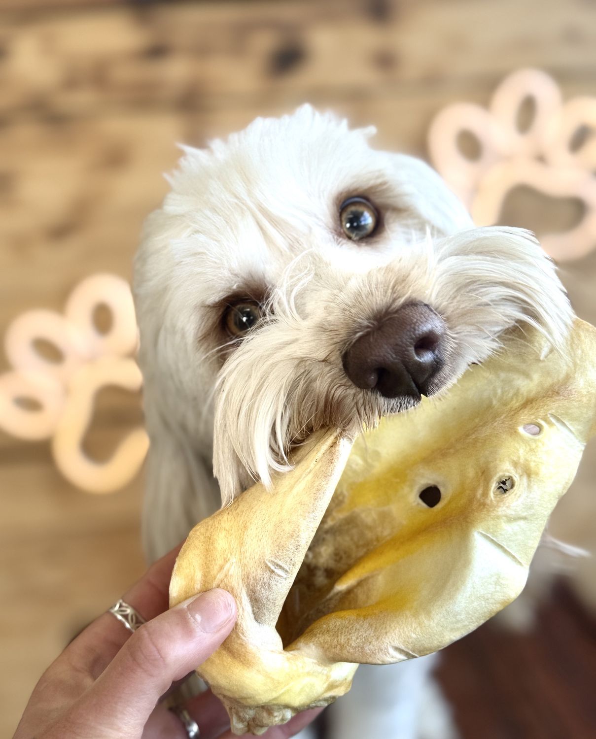 Beef Ear Chew ~ Fur Off