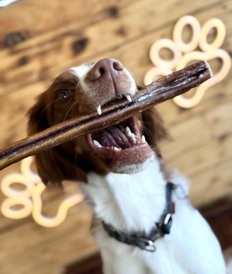 Bull Pizzle Bully Sticks