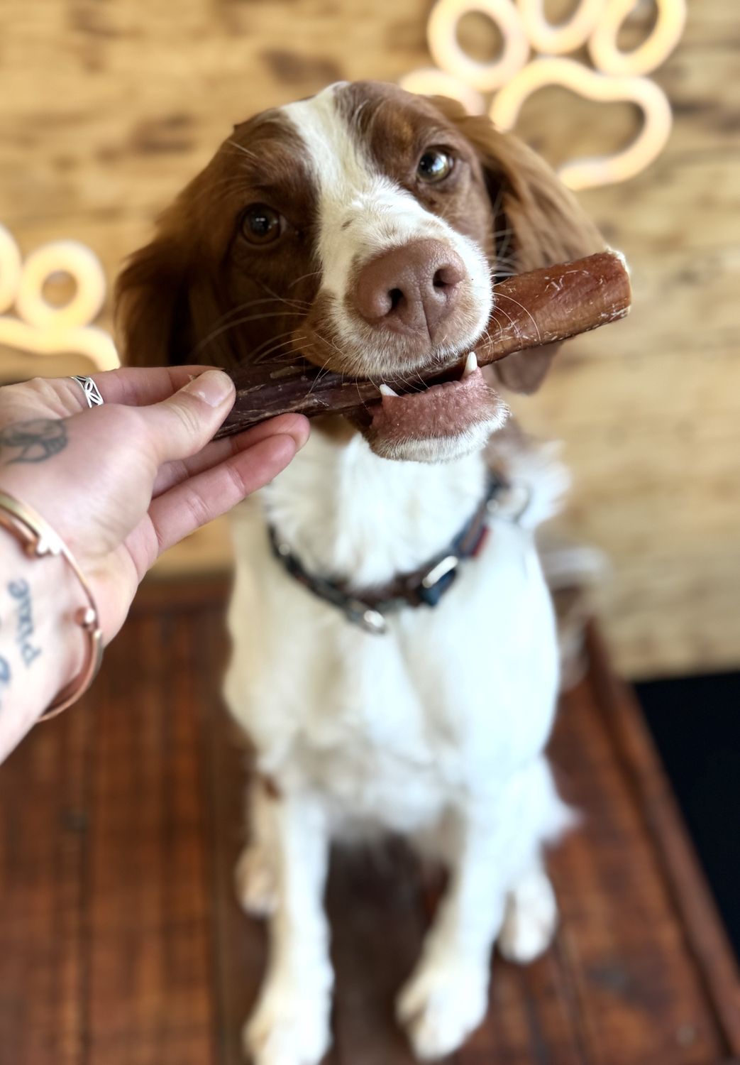 Bull Pizzle Bully Sticks, Size: 15cm