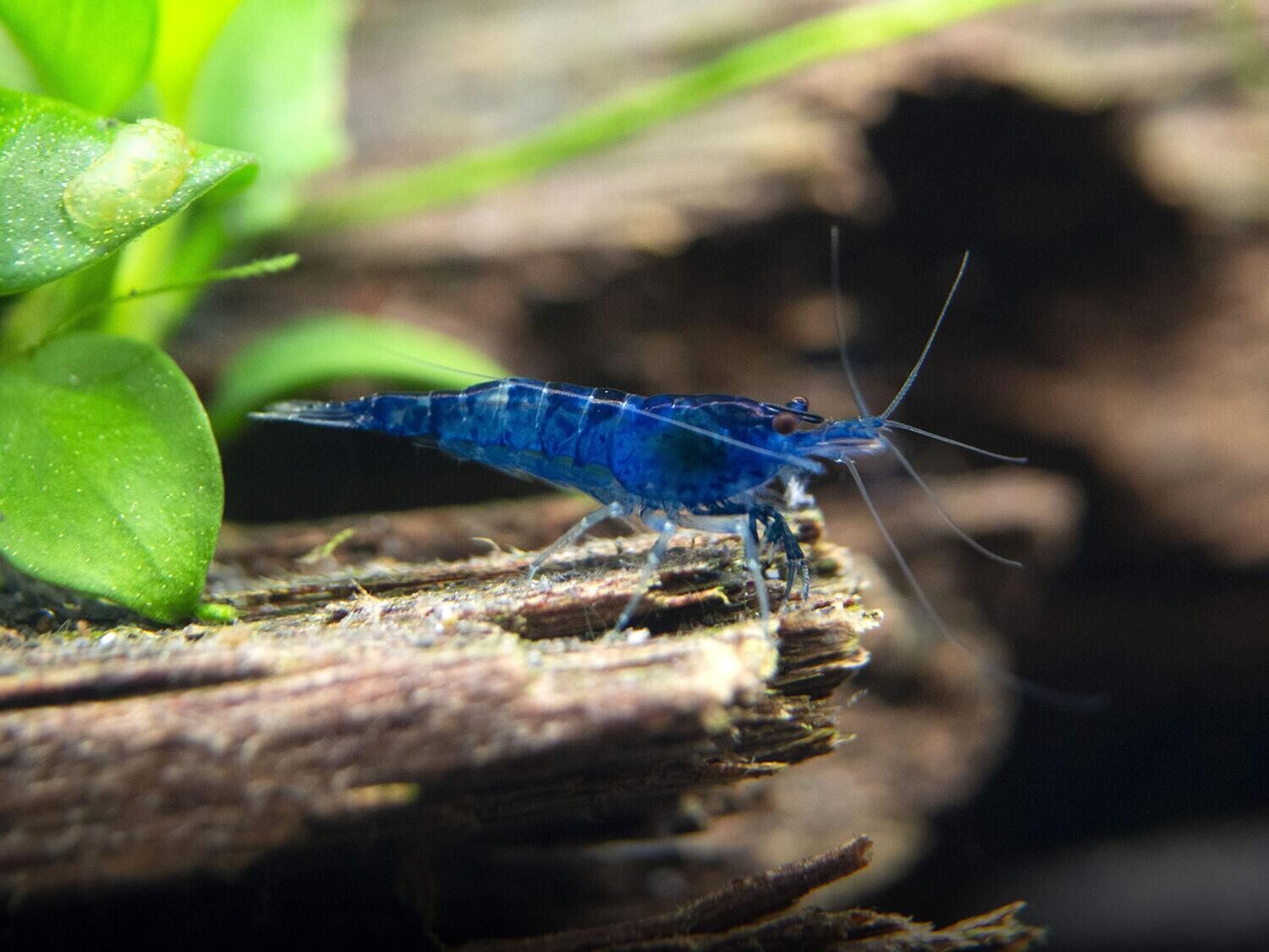 Blue Shrimp