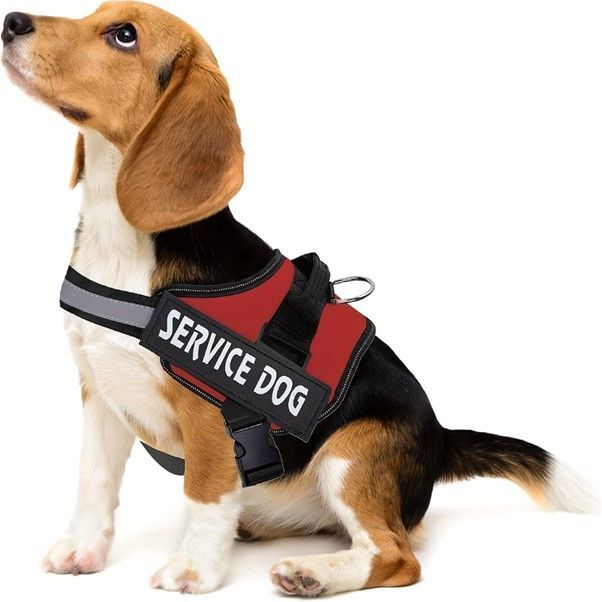 Barkoutfitters harness best sale