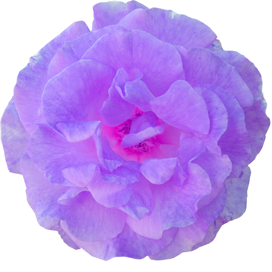 Rose Oil