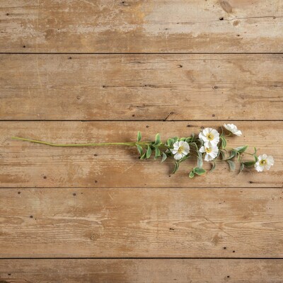 34&quot; CREAM ANEMONE SPRAY