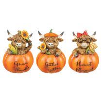 Highland Cow In Pumpkin 3 Assorted