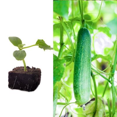 Burpless Cucumber Seedlings