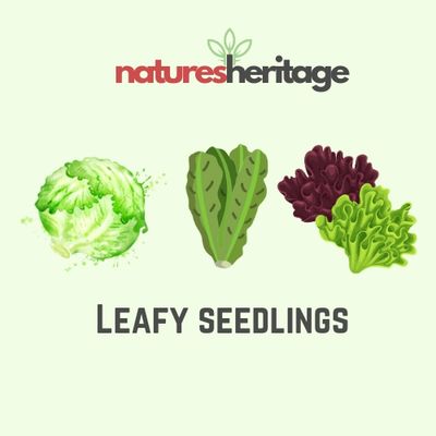 Leafy Seedlings