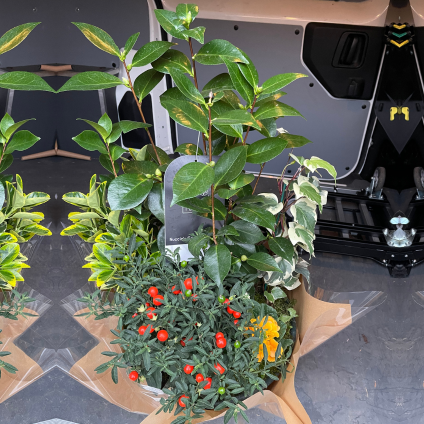 Coupe de plantes
