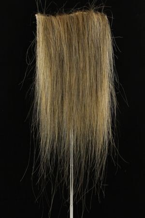 CF1748 (5-7") Medium Lion
