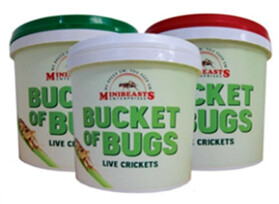 Bucket of Bugs - Crickets