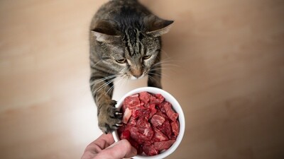 FRESH FOOD
