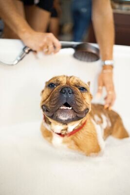 GROOMING