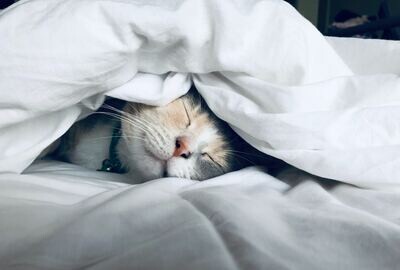BEDDING