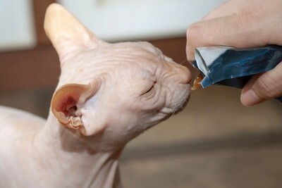 WET FOOD