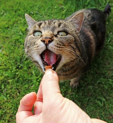 TREATS