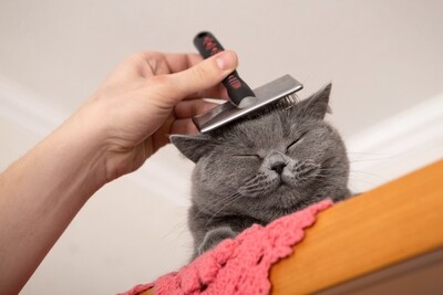 GROOMING
