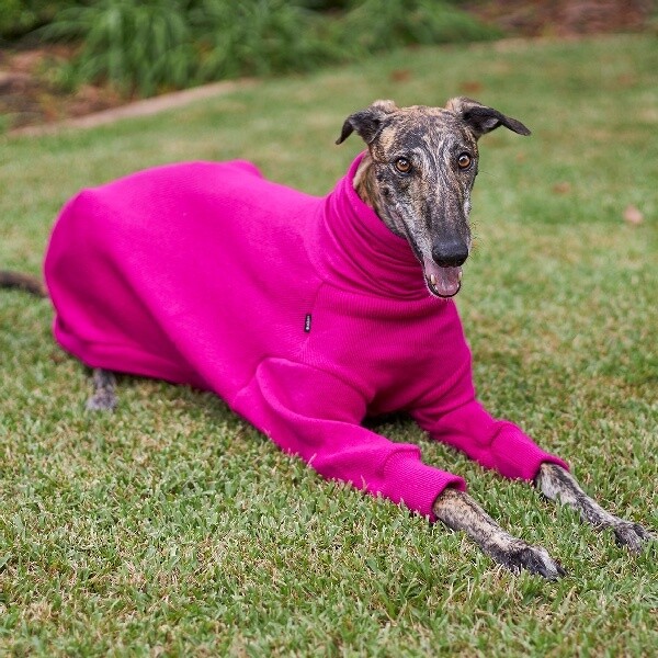 Greyhound Jumper