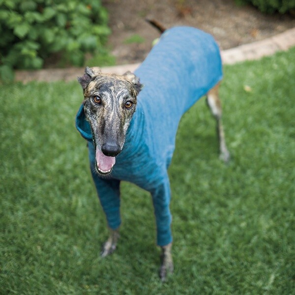 Greyhound Softie Blue