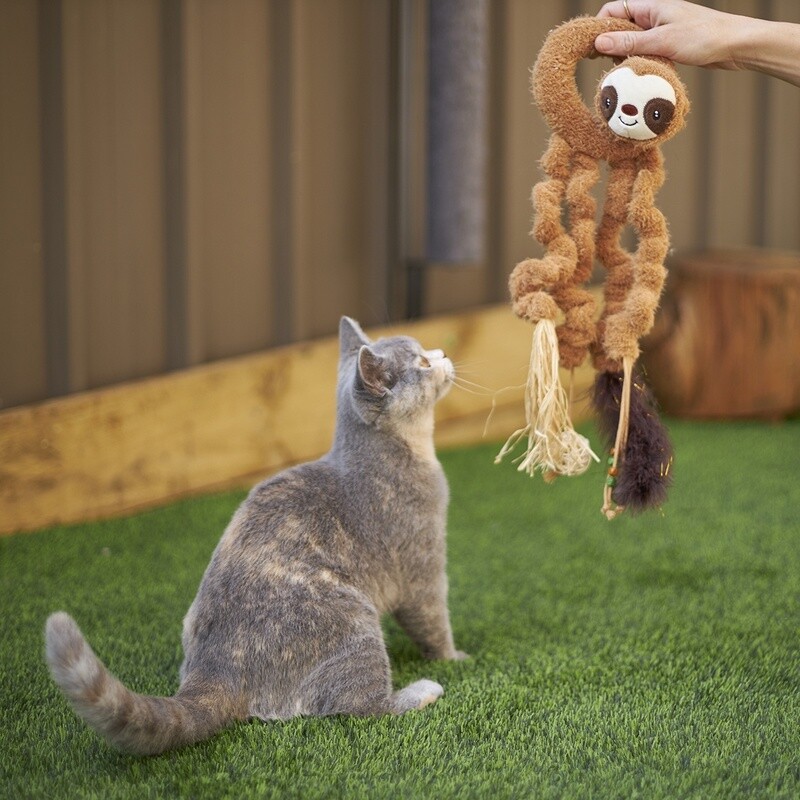 Long Legged Sloth
