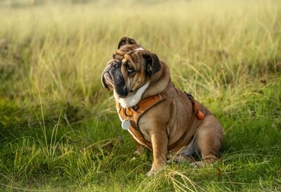 LEADS/COLLARS/HARNESS