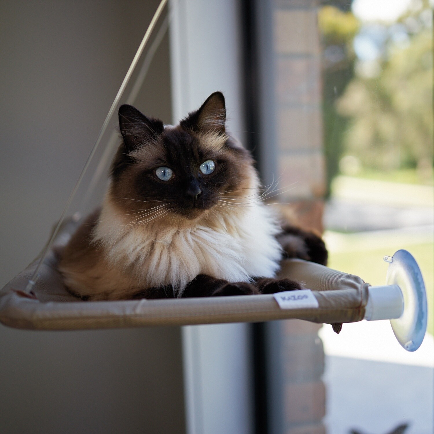 The Lookout Window Cat Bed