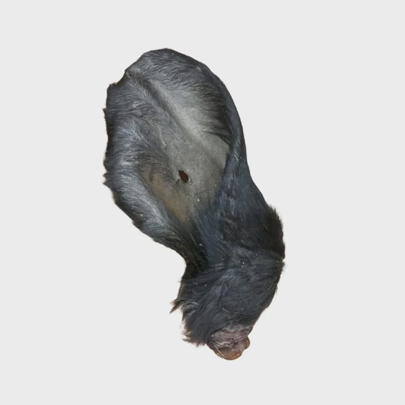 Large Raw Beef Ear with fur - 2 pack