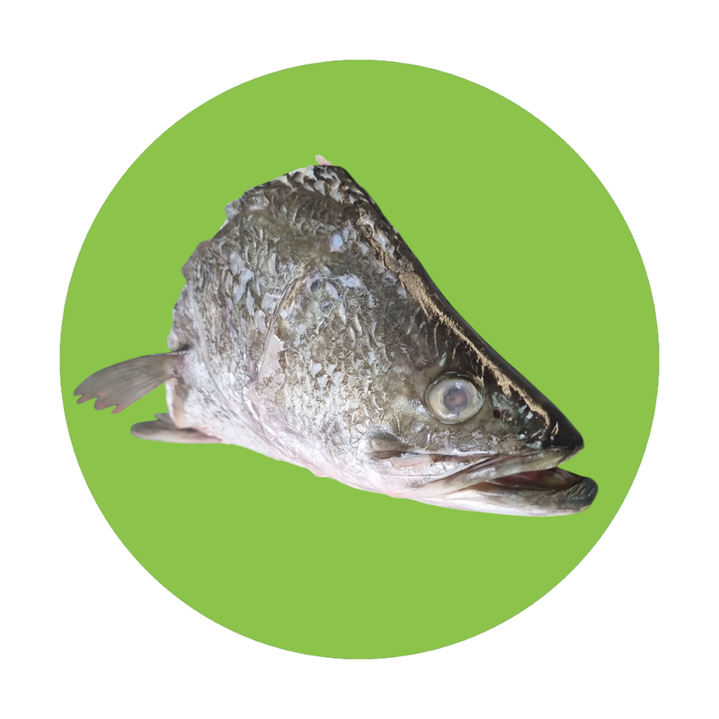 Barramundi Heads - ea