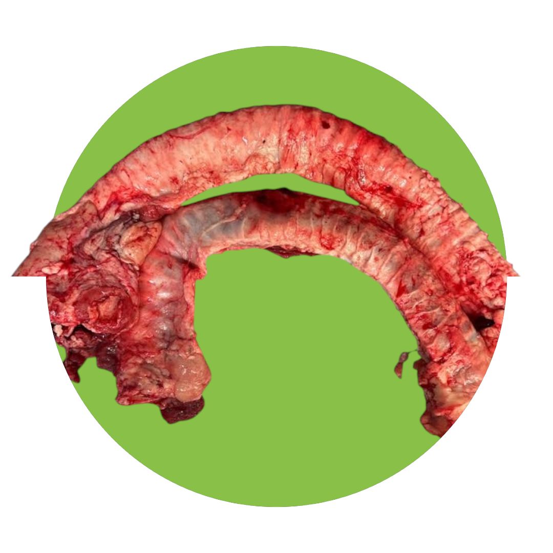 Raw Beef Trachea - 2 pack