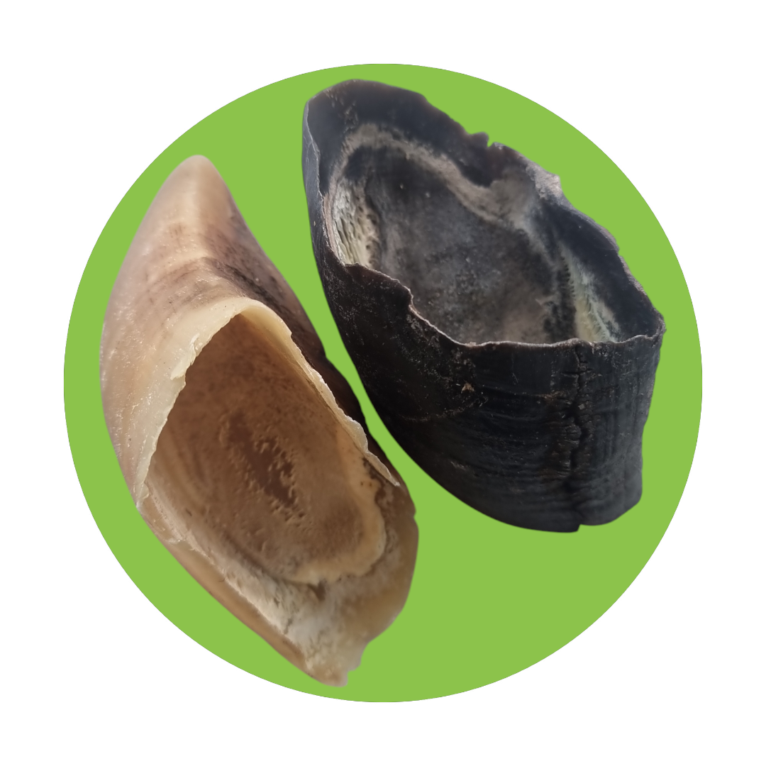 Cow Hooves