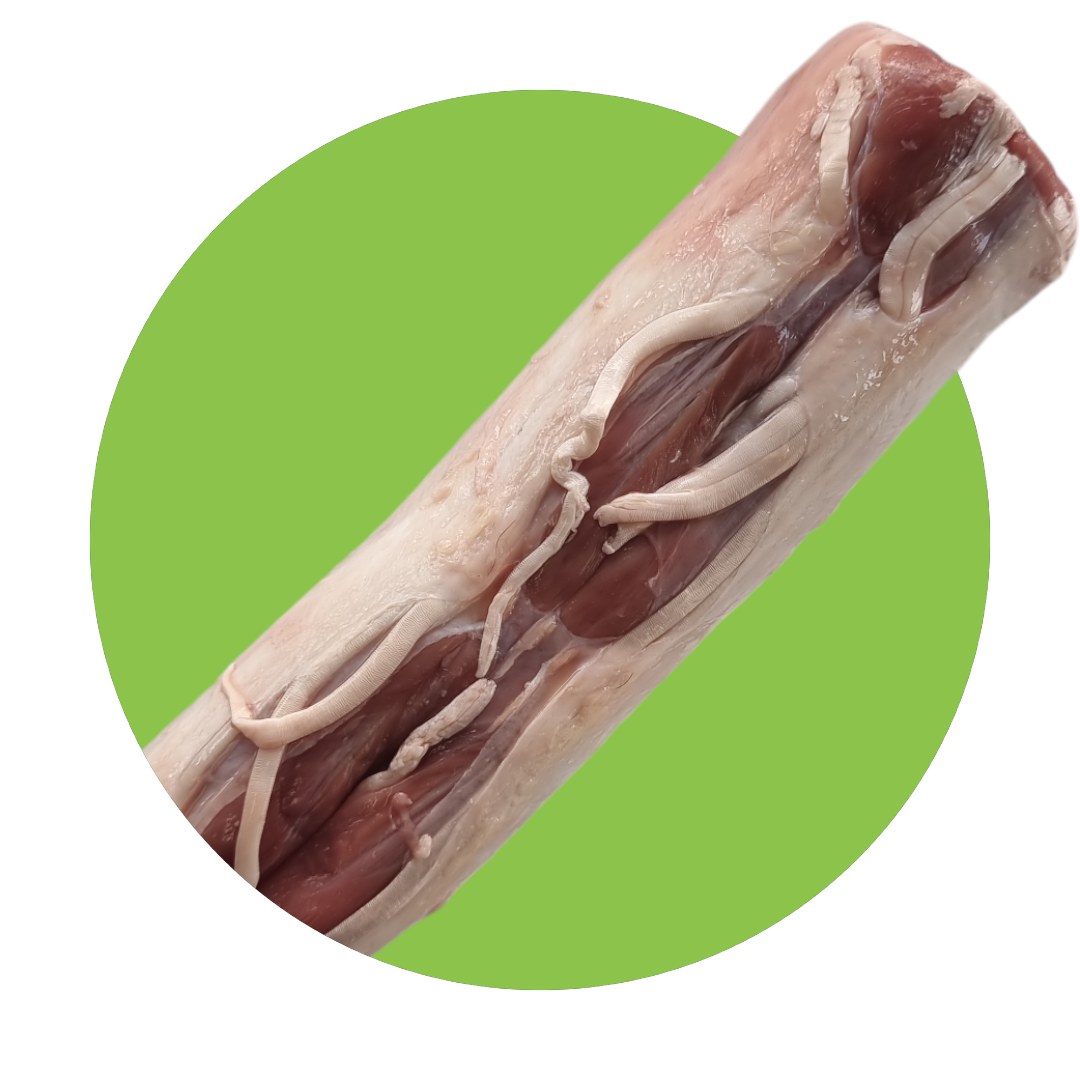 Kangaroo Bones Raw - Tail  - per kg