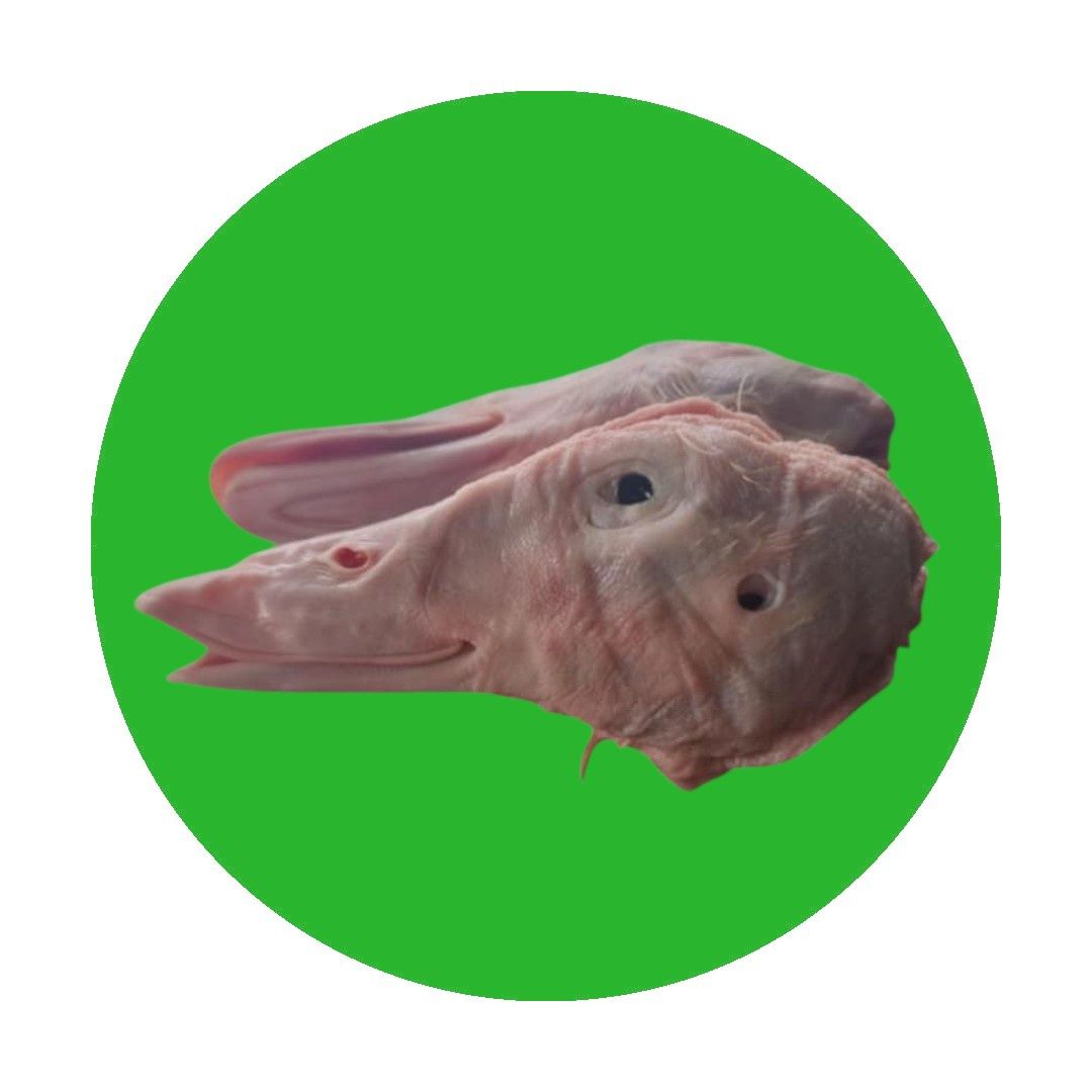 Raw Duck Heads