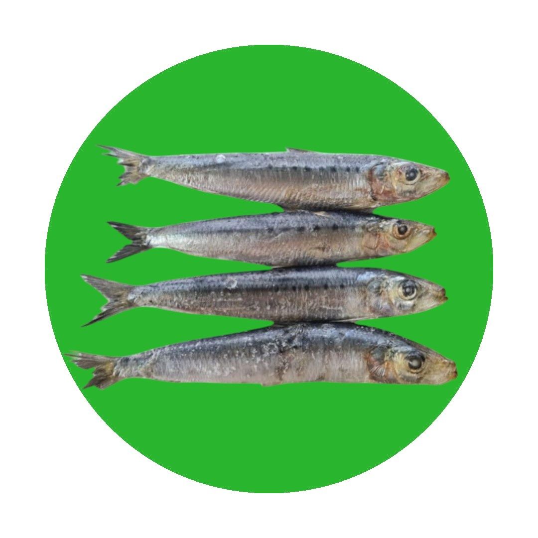 Fresh Sardines