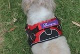 Puppingtons Marlow Back Connection Harness