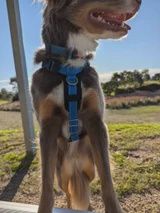 Puppingtons Benjamin Harness