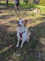 Puppingtons Benjamin Harness
