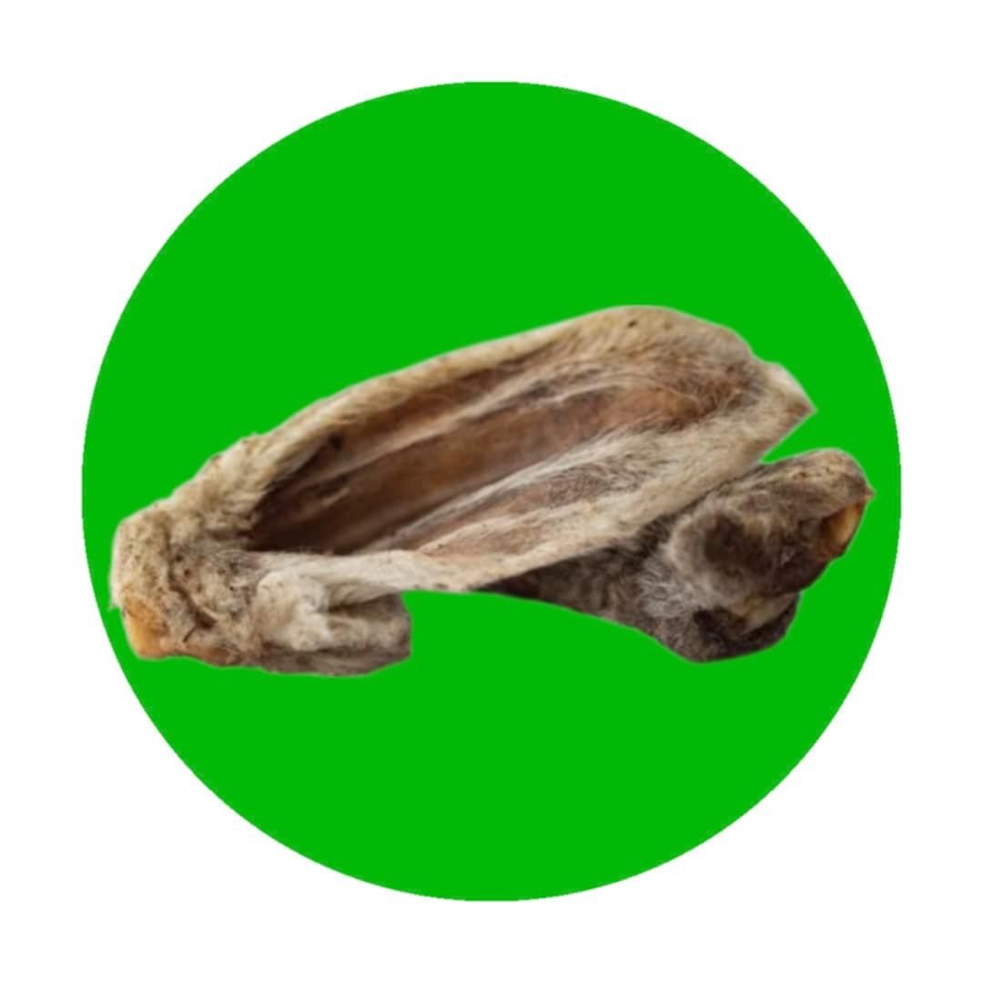 Woolly Lamb Ears, Size: Single