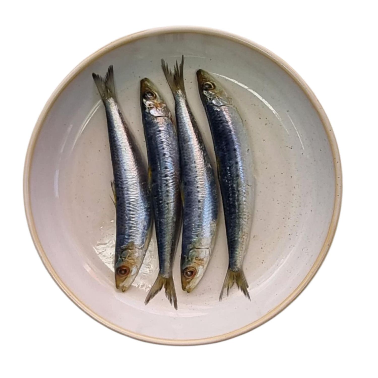 Fresh Sardines