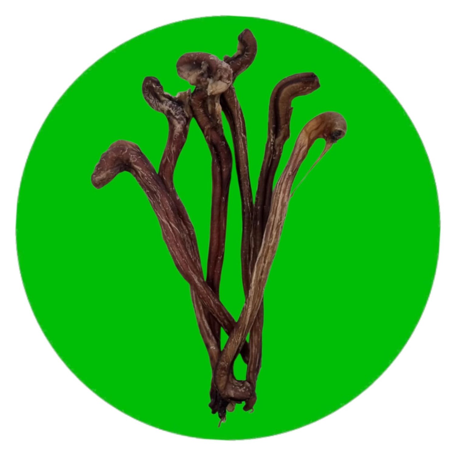 Goat Pizzle, Size: Single