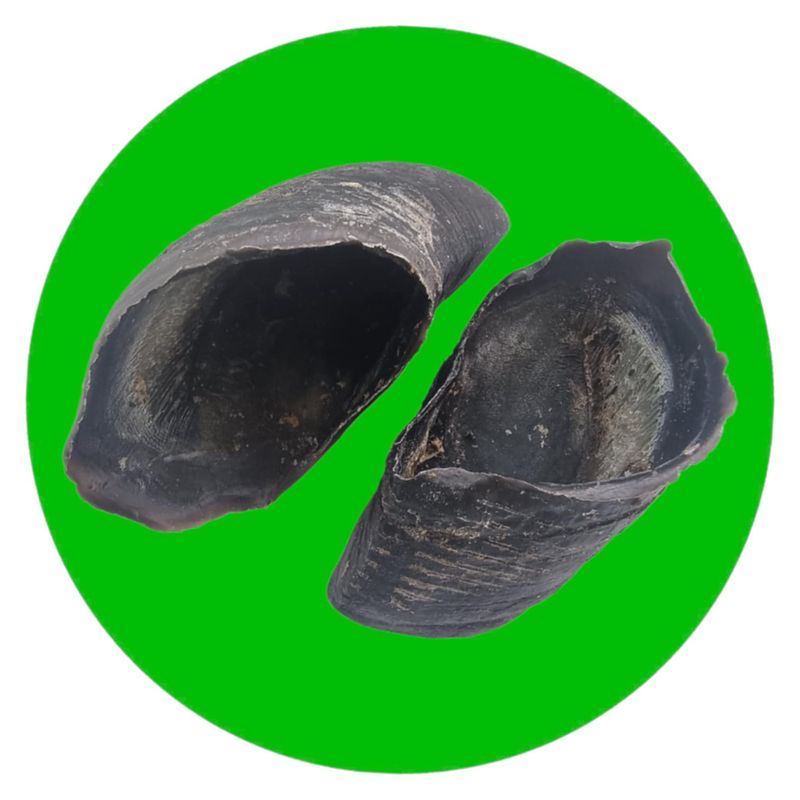 Cow Hooves