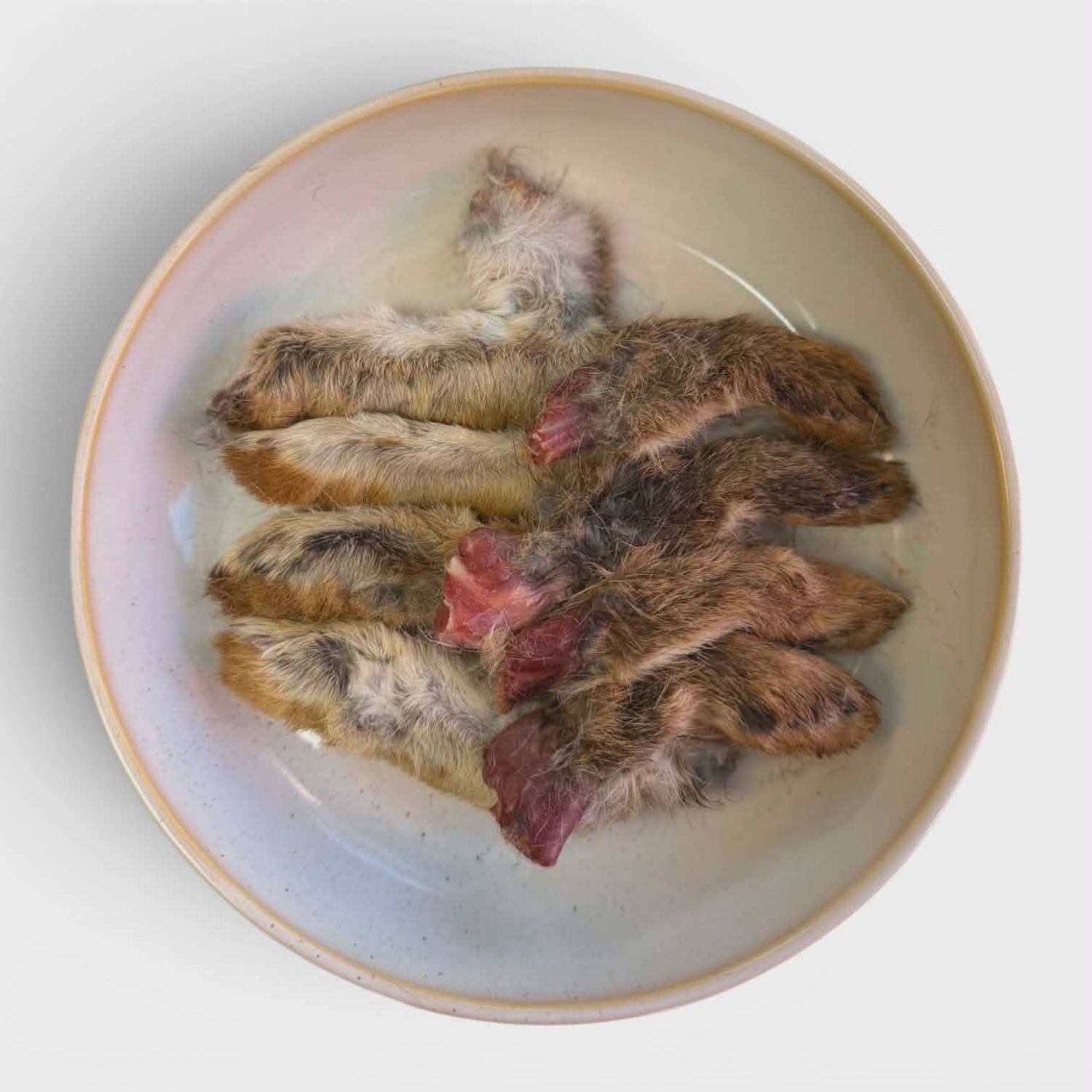Raw Rabbit Feet with Fur - 8 pack