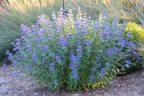 50 Blue Mist Spirea Seeds