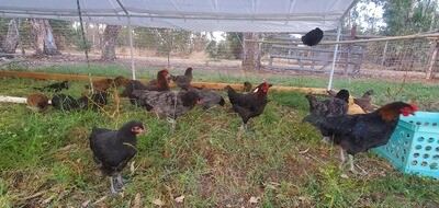 Pasture Raised Chicken