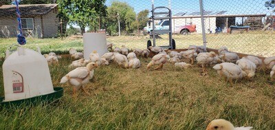 Pasture Raised Chicken