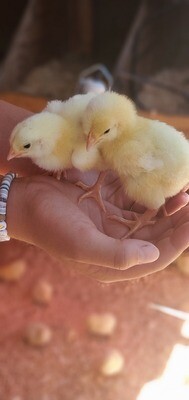 Cornish Cross Broiler Chicks Cornish Cross Broiler Chicks