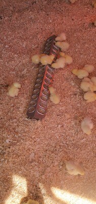 Cornish Cross Broiler Chicks