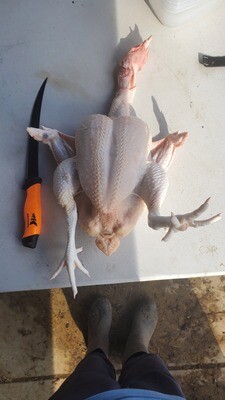 Learn to process chicken day