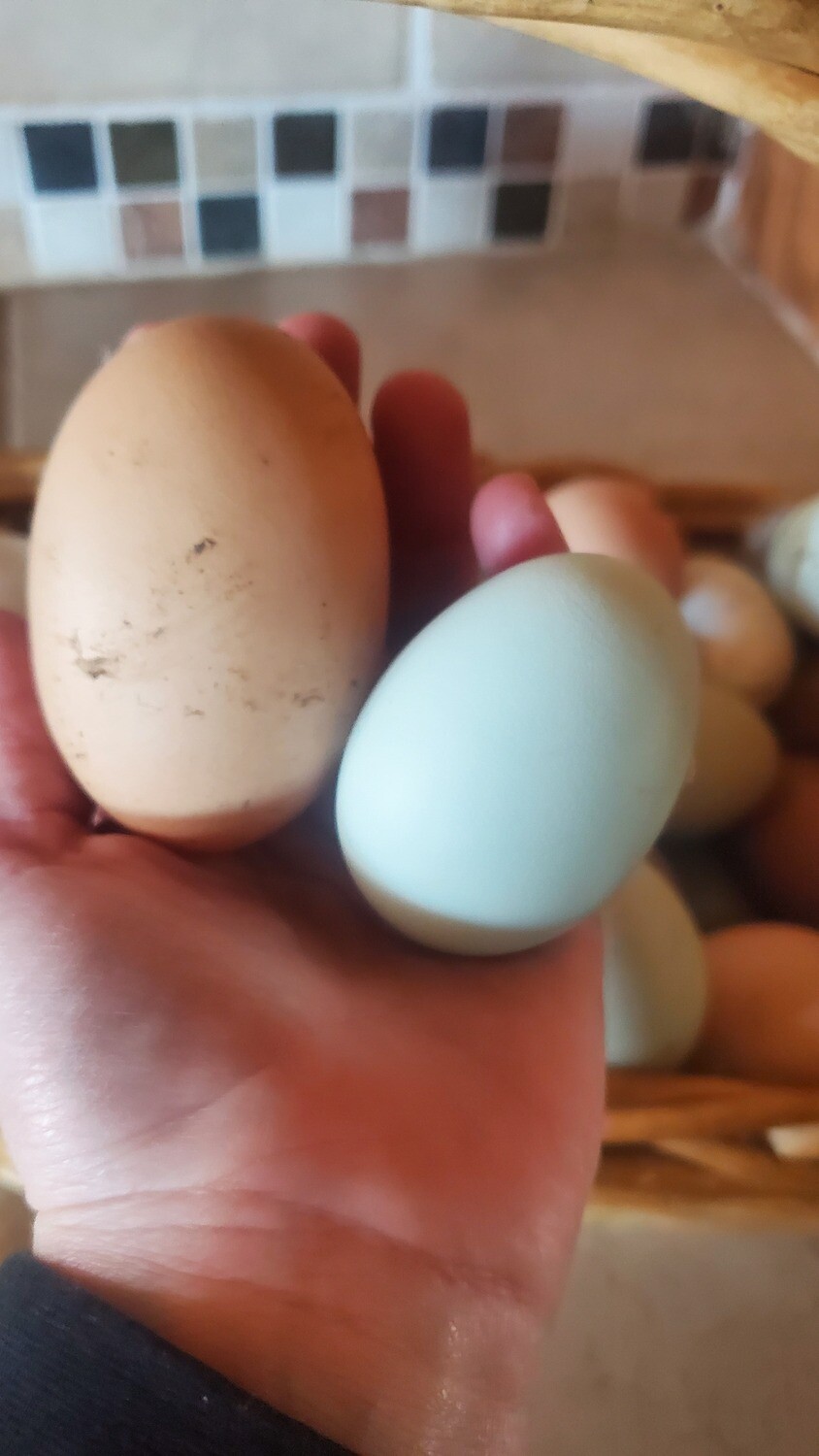 Dozen of Eggs